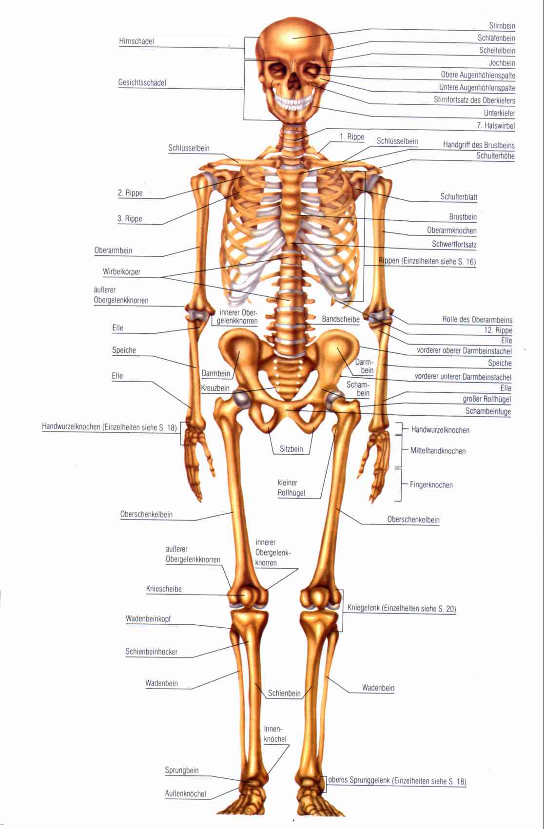 Körper Skelett